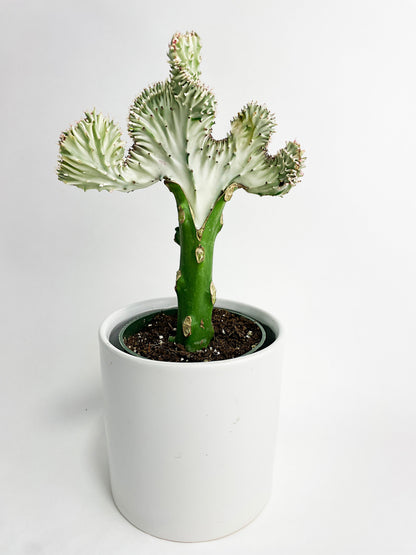 Mermaid Coral 'Cristata' Euphorbia Lactea Succulent by Bumble Plants