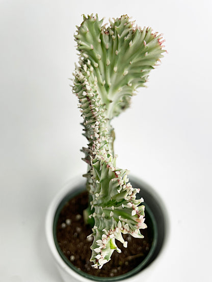 Mermaid Coral 'Cristata' Euphorbia Lactea Succulent by Bumble Plants