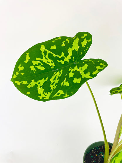 Caladium Hilo Beauty by Bumble Plants