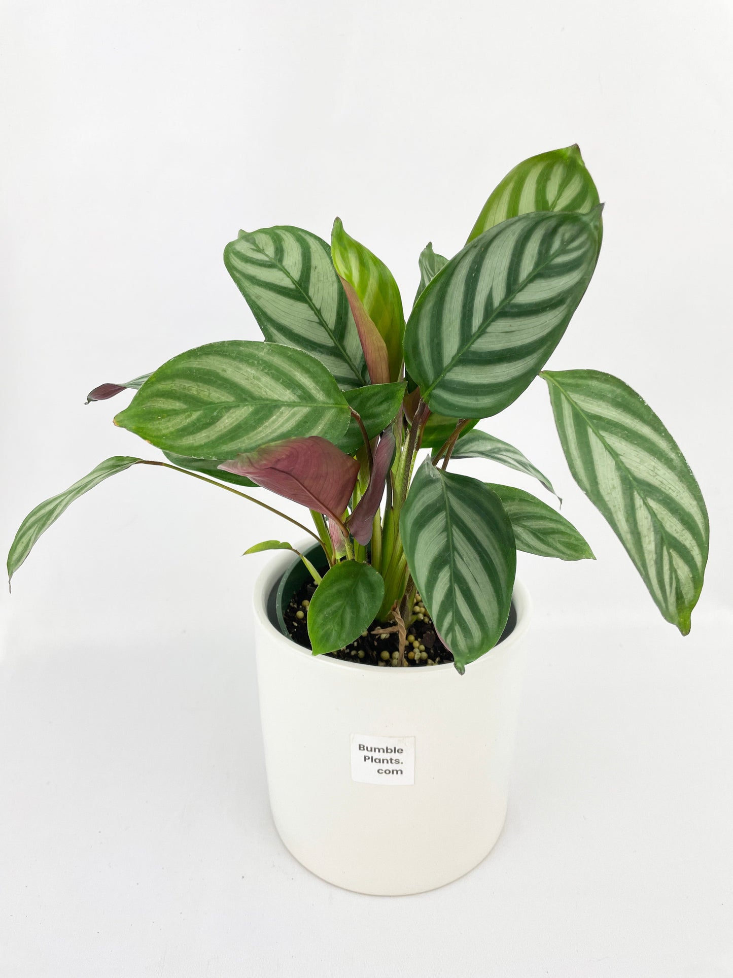 Calathea Freddie by Bumble Plants