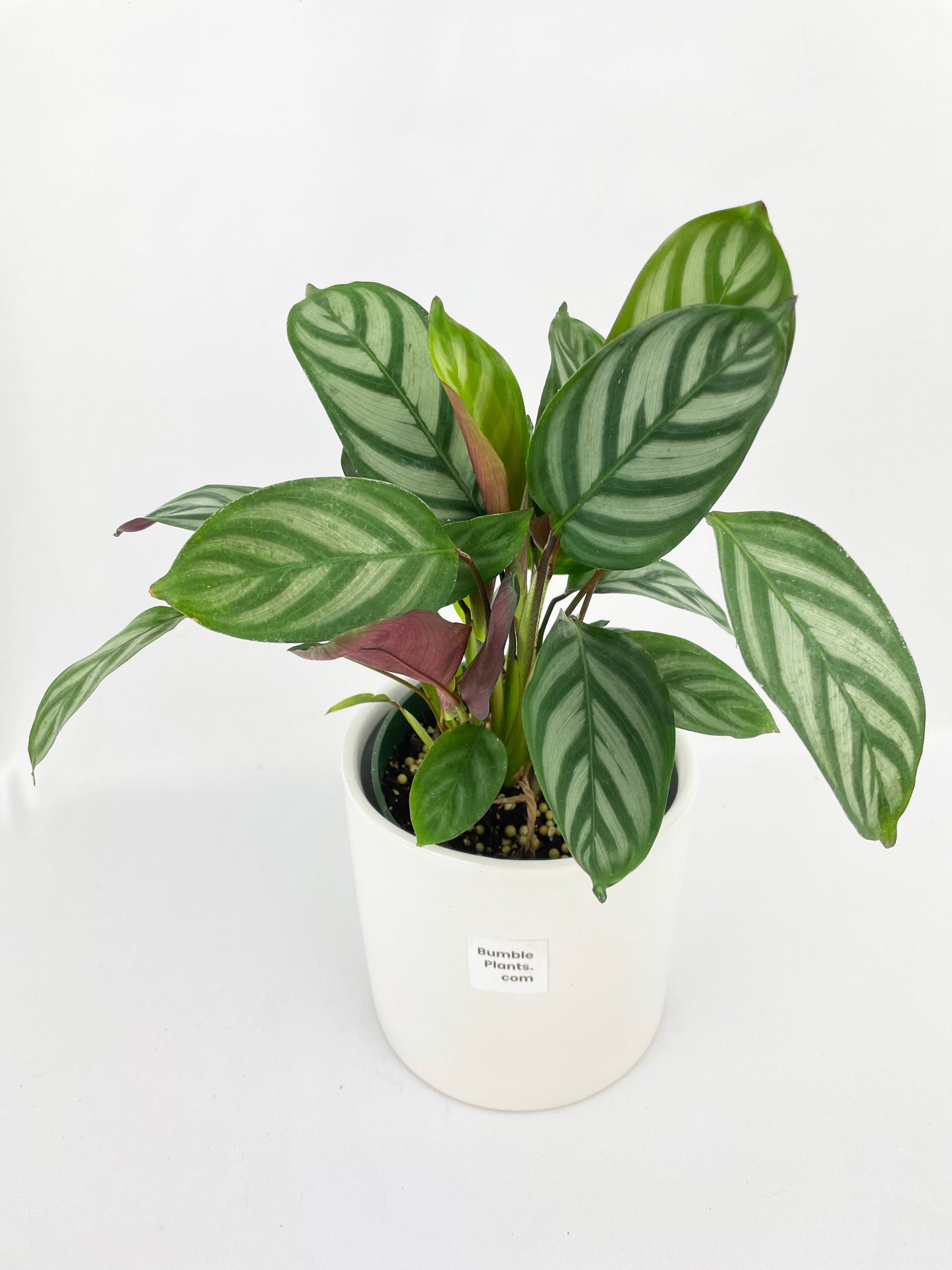 Calathea Freddie by Bumble Plants