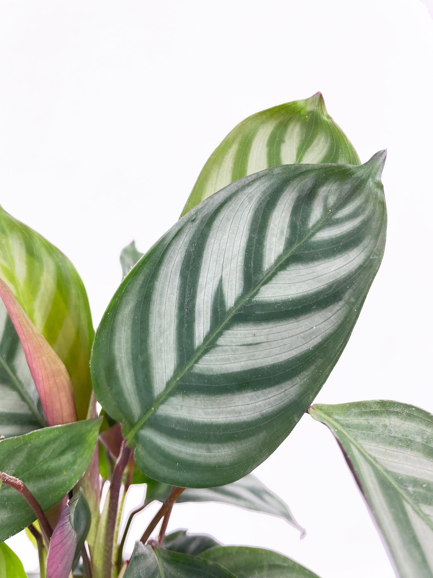 Calathea Freddie by Bumble Plants