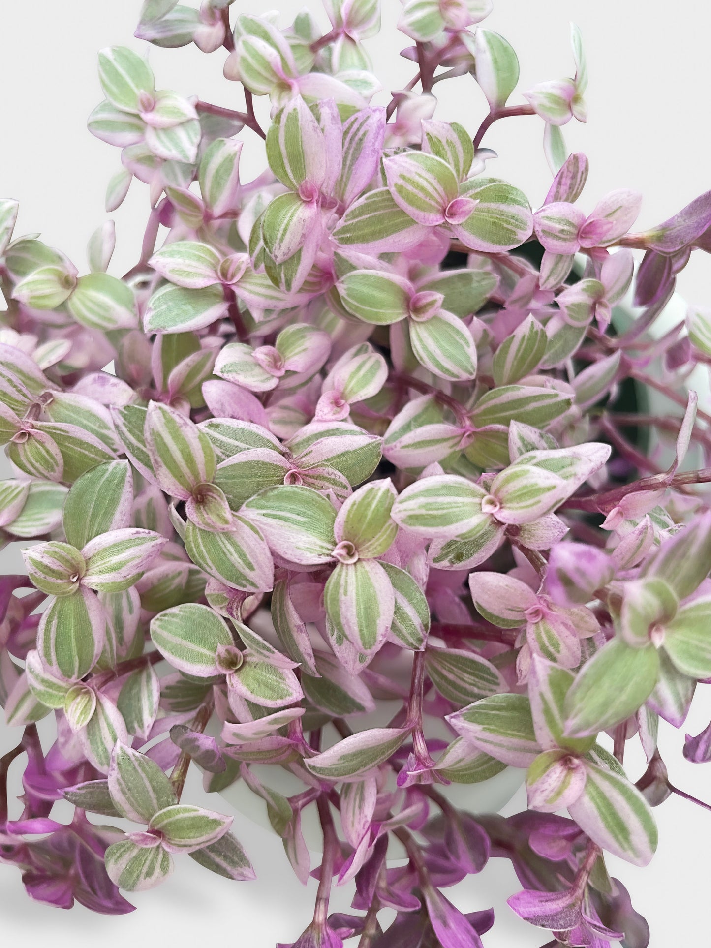 Callisia Repens Rosato 'Pink Panther' by Bumble Plants