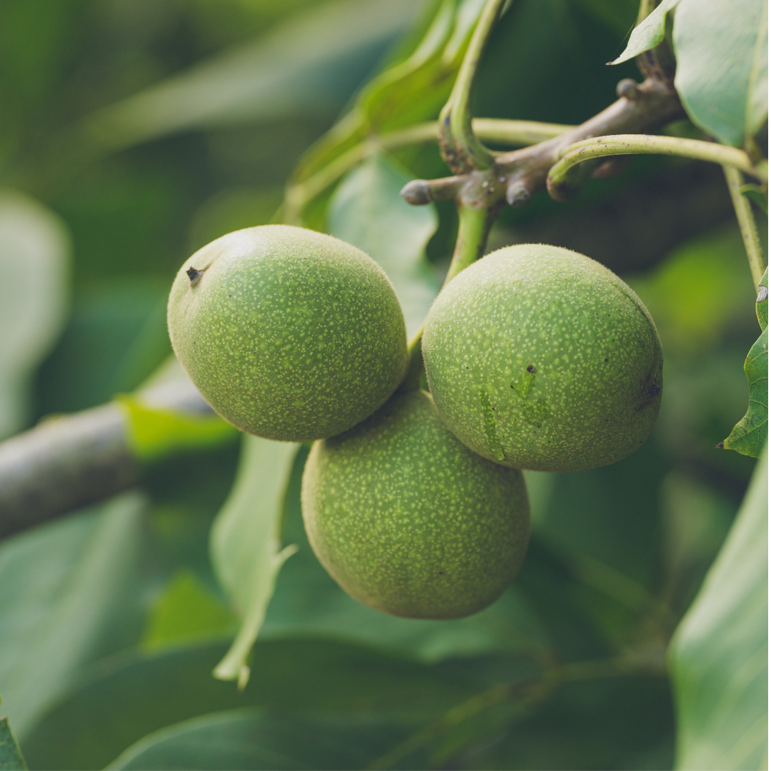 Chandler Walnut Tree