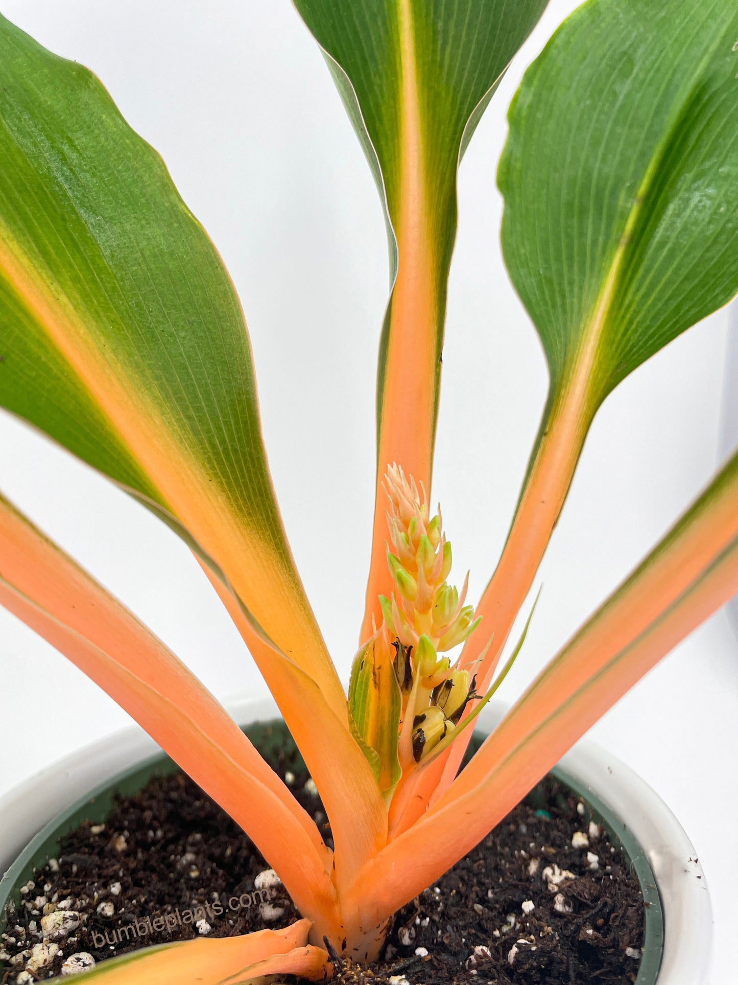 Chlorophytum 'Fire Flash' Green Orange Spider Plant by Bumble Plants