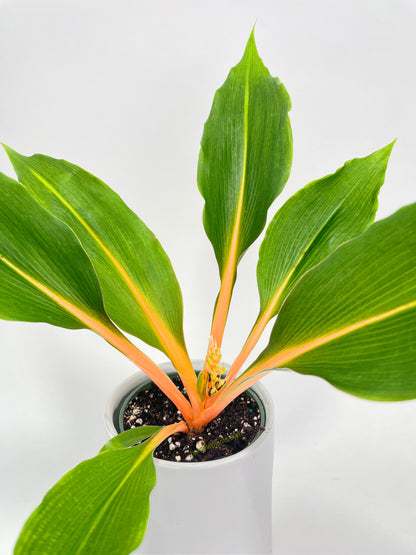 Chlorophytum 'Fire Flash' Green Orange Spider Plant by Bumble Plants