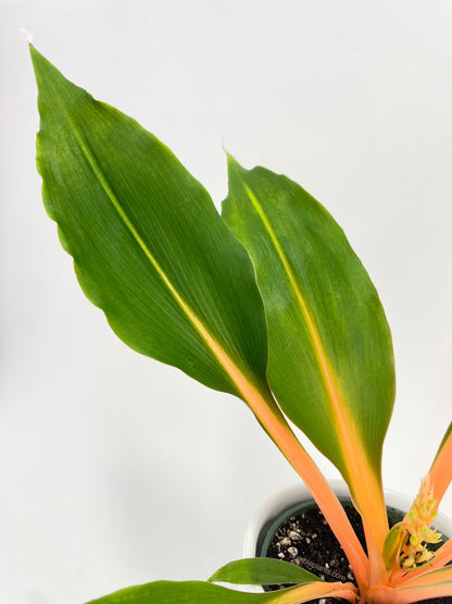 Chlorophytum 'Fire Flash' Green Orange Spider Plant by Bumble Plants