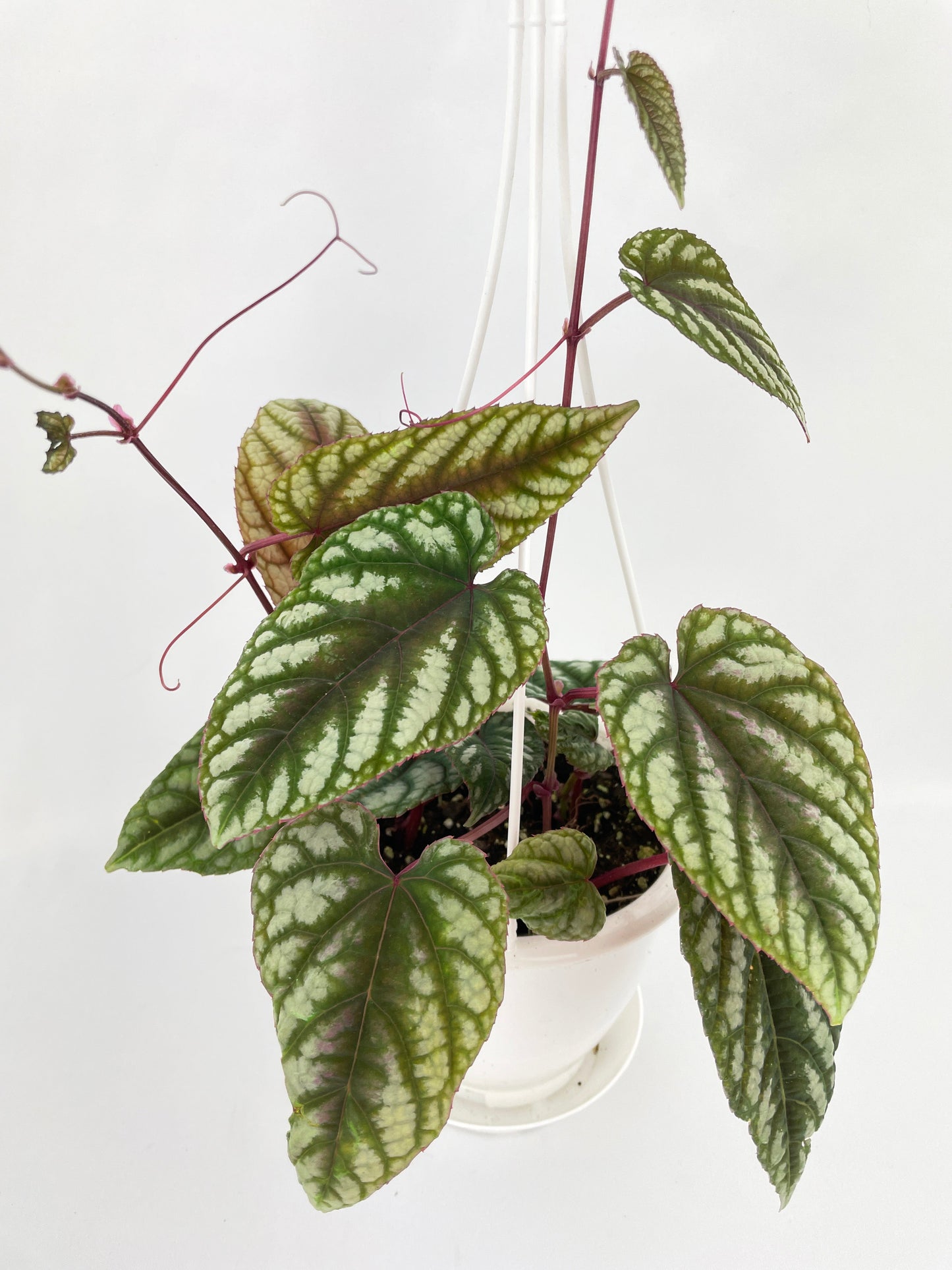 Cissus Discolor by Bumble Plants