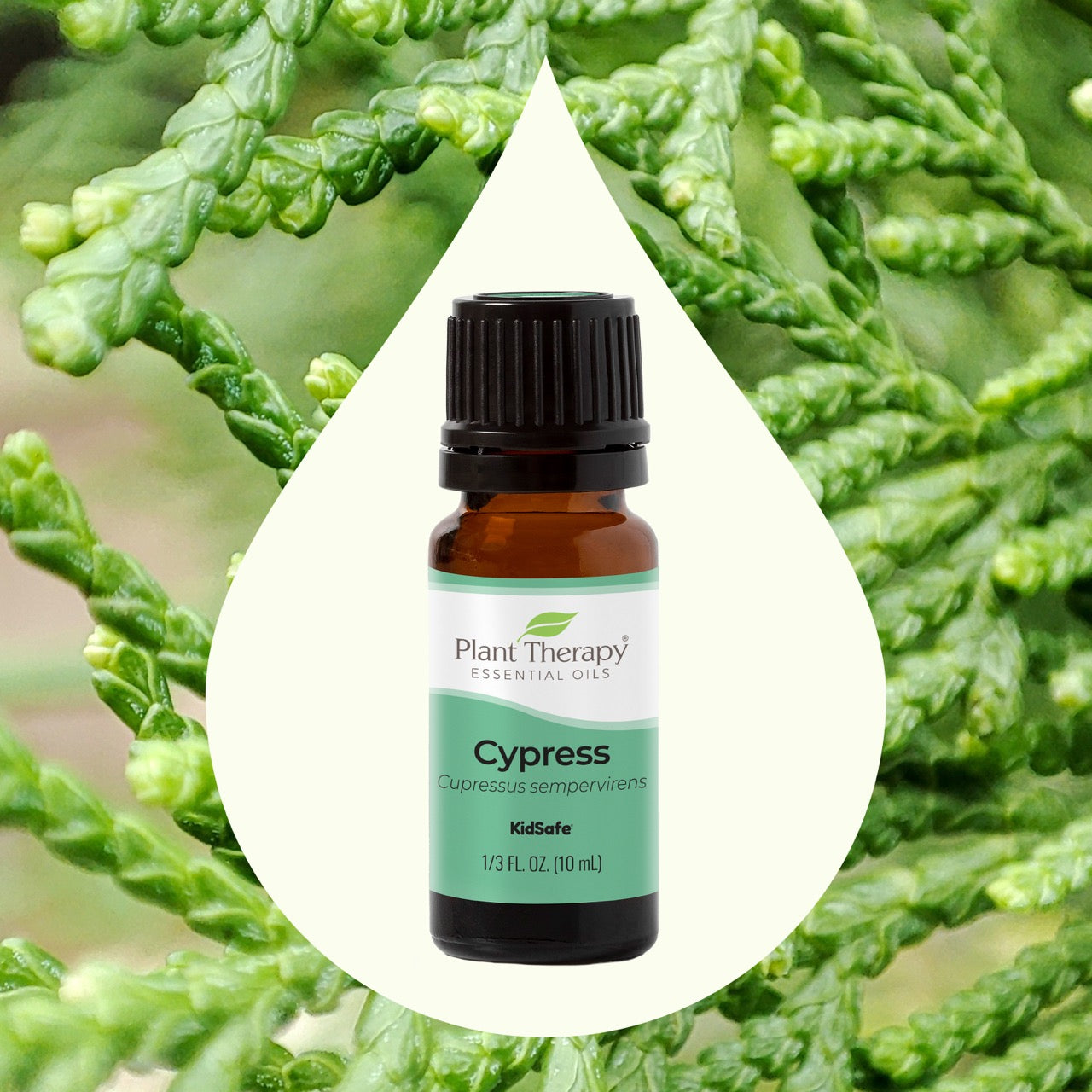 Cypress Essential Oil