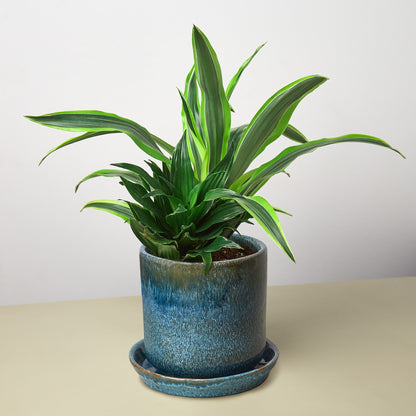 Pre-Potted Dracaenas Gift Arrangement