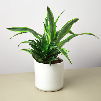 Pre-Potted Dracaenas Gift Arrangement