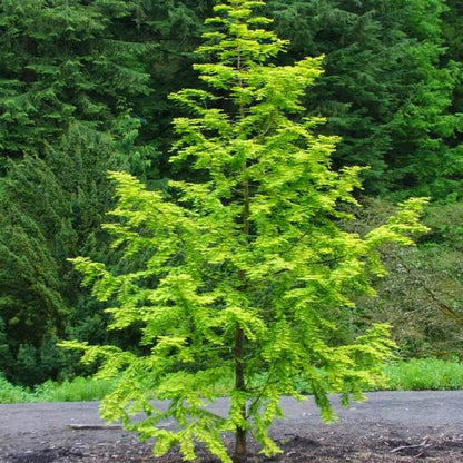 Dawn Redwood | Shade Tree by Growing Home Farms