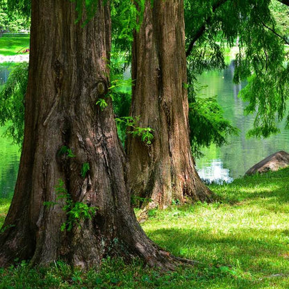 Dawn Redwood | Shade Tree by Growing Home Farms