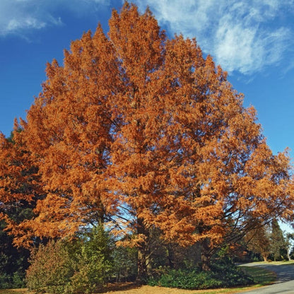 Dawn Redwood | Shade Tree by Growing Home Farms