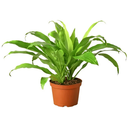 Dracaena 'Lime Light'