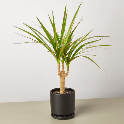 Dracaena 'Marginata Cane'