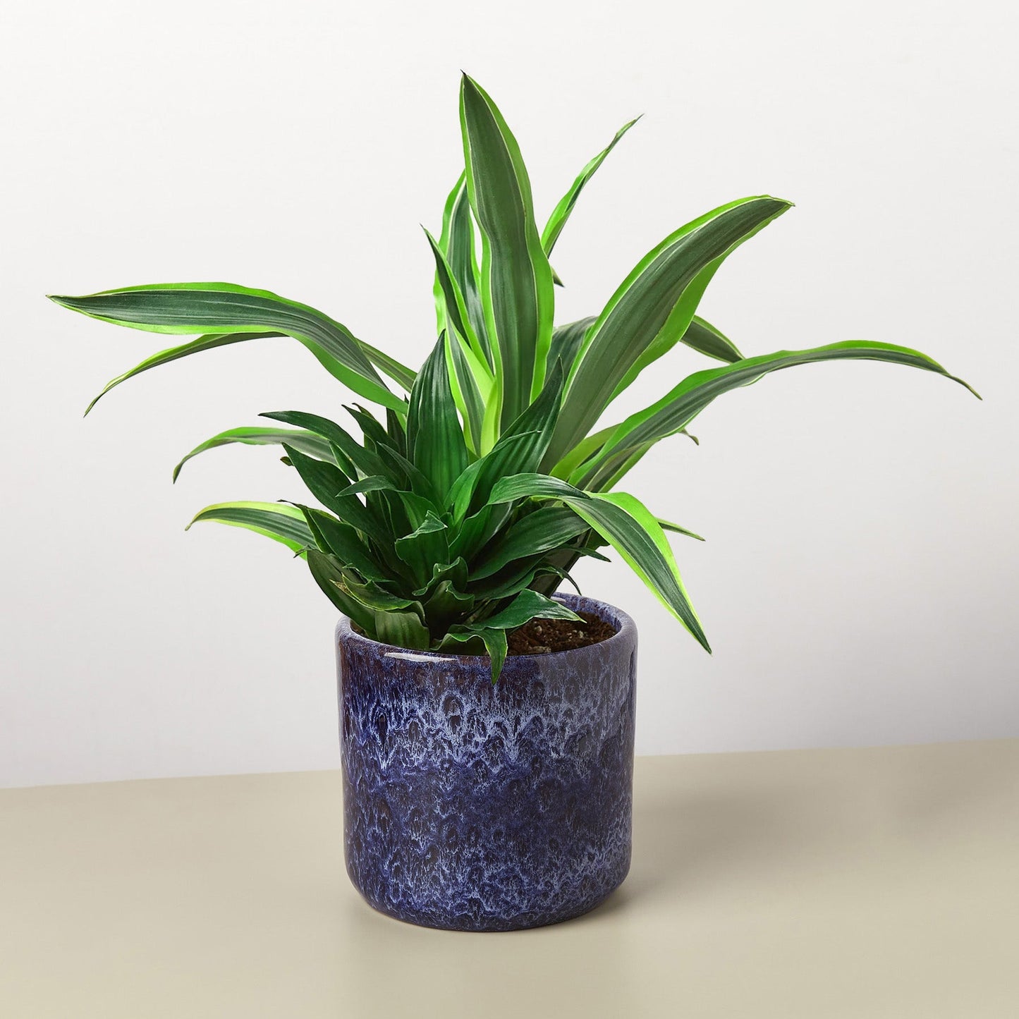 Pre-Potted Dracaenas Gift Arrangement