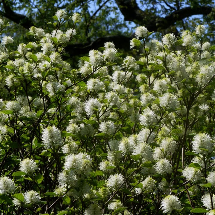 Dwarf Fothergilla | Shop Shrubs by Growing Home Farms