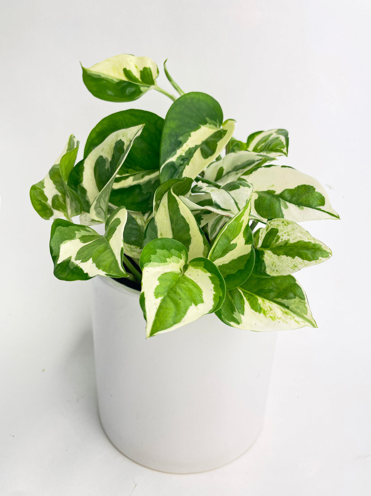 Epipremnum 'Pearls and Jade' Pothos Hybrid by Bumble Plants