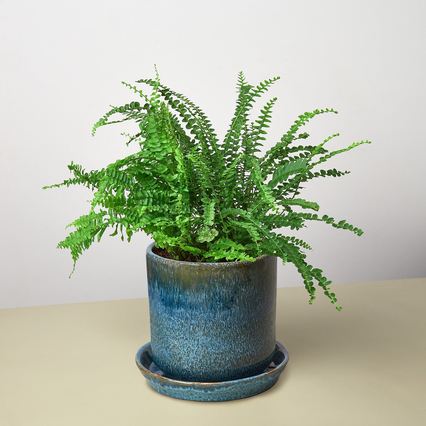 Pre-Potted Ferns Gift Arrangement