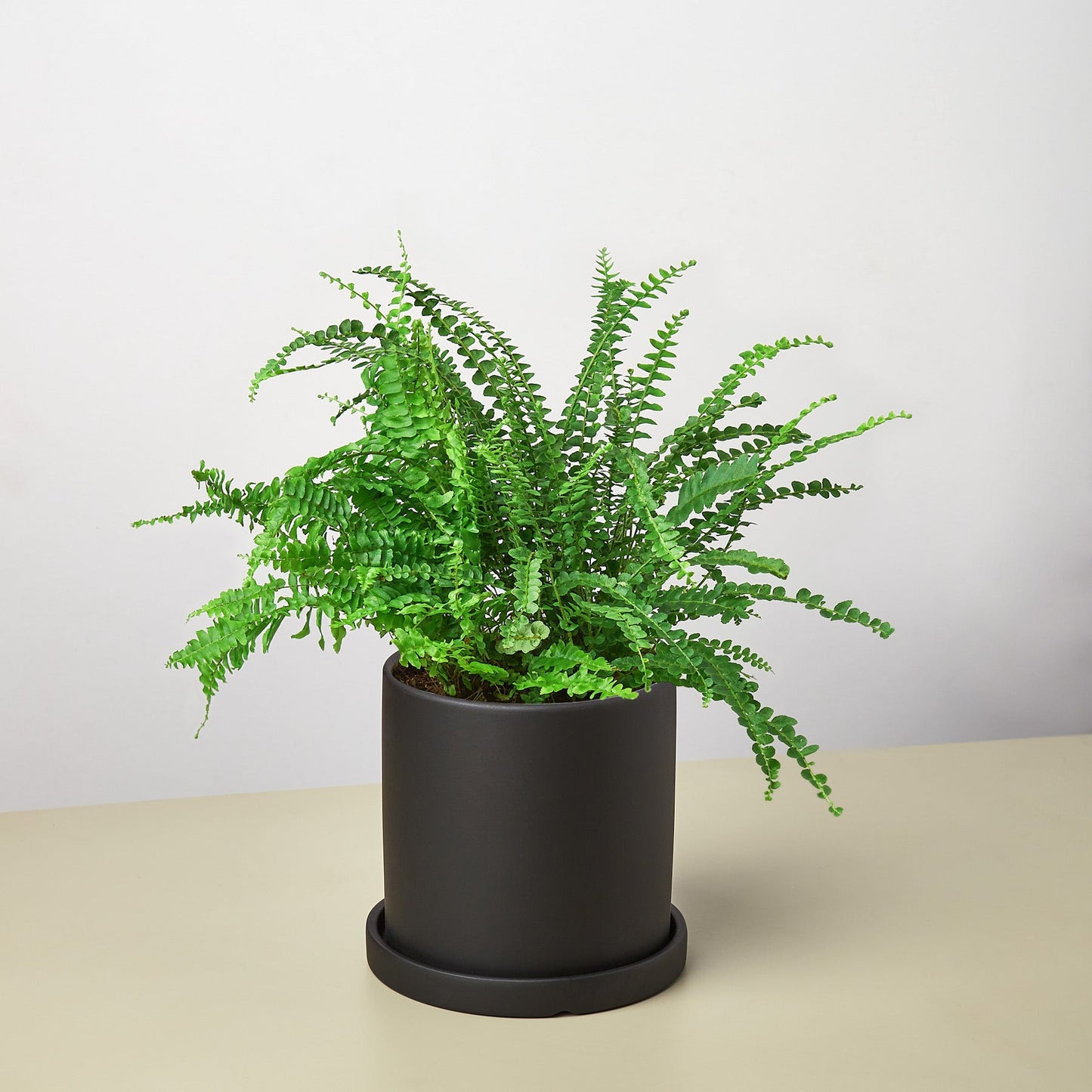 Pre-Potted Ferns Gift Arrangement