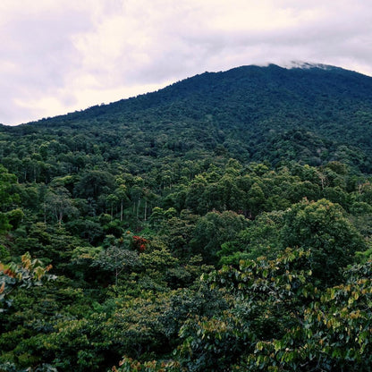 Guatemala - Finca San Jerónimo Miramar