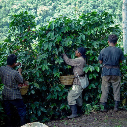 Guatemala - Finca San Jerónimo Miramar