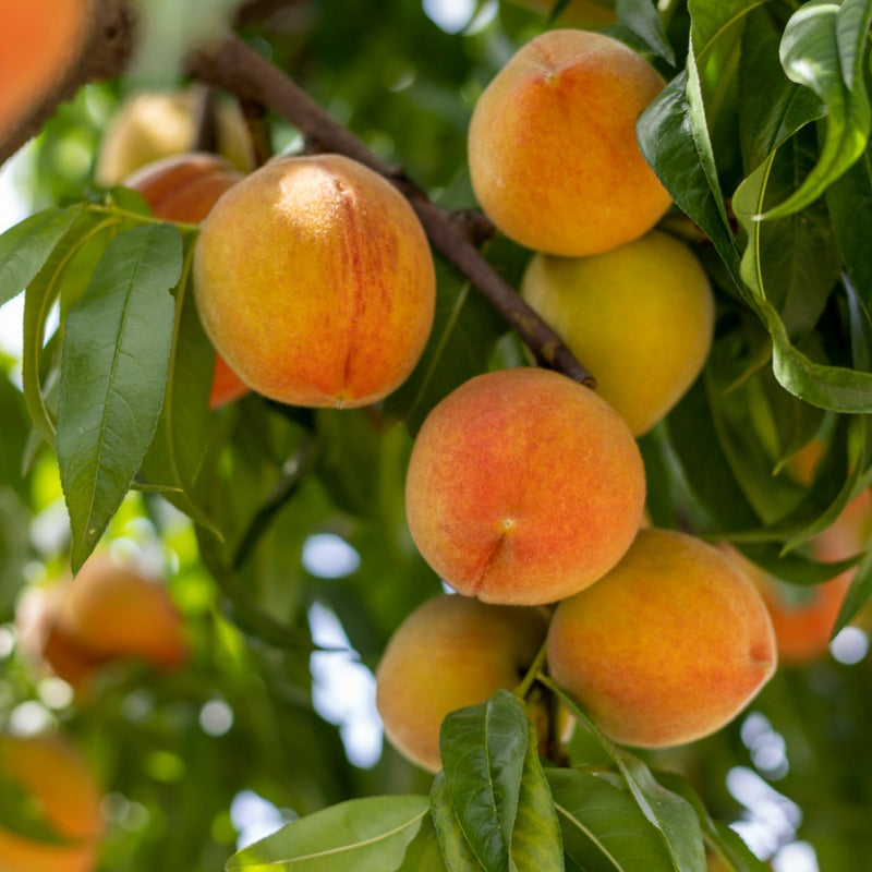 O'Henry Peach Tree