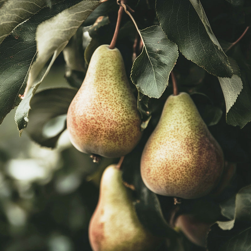 Warren Pear Tree