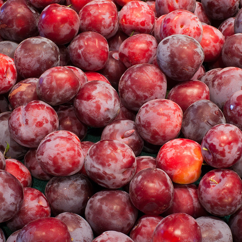 Santa Rosa Plum Tree