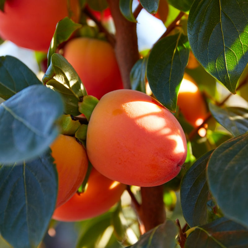 Hachiya Persimmon Tree