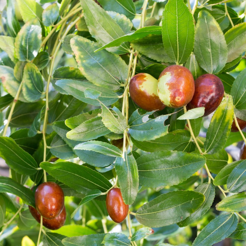 Lang Jujube Tree