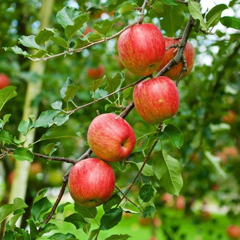 Dwarf Fuji Apple Tree