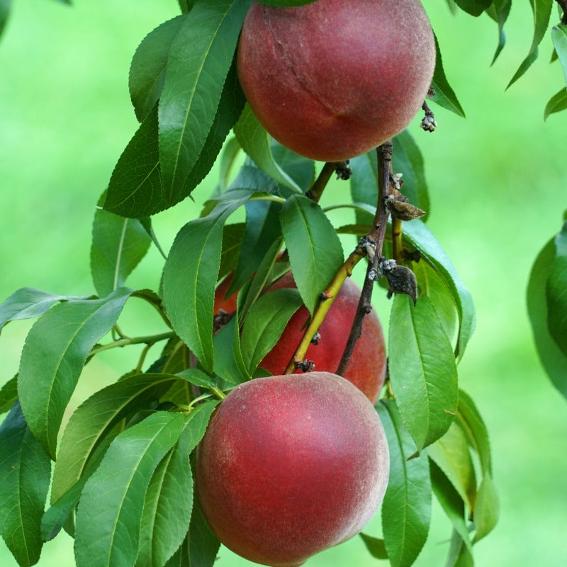 Peach White Lady Tree