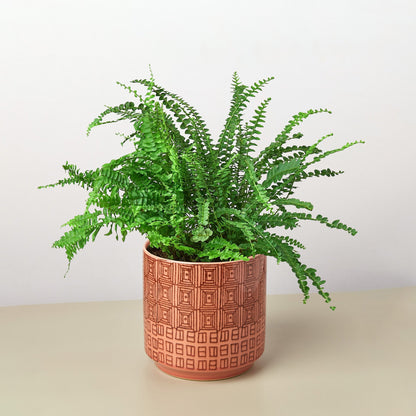 Pre-Potted Ferns Gift Arrangement