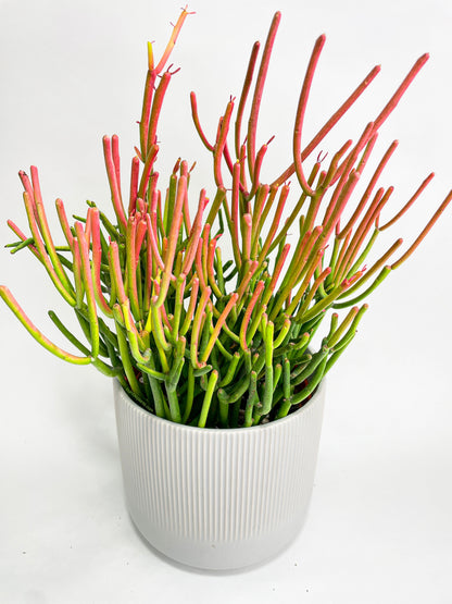 Firestick Pencil Cactus Euphorbia Tirucalli Succulent by Bumble Plants