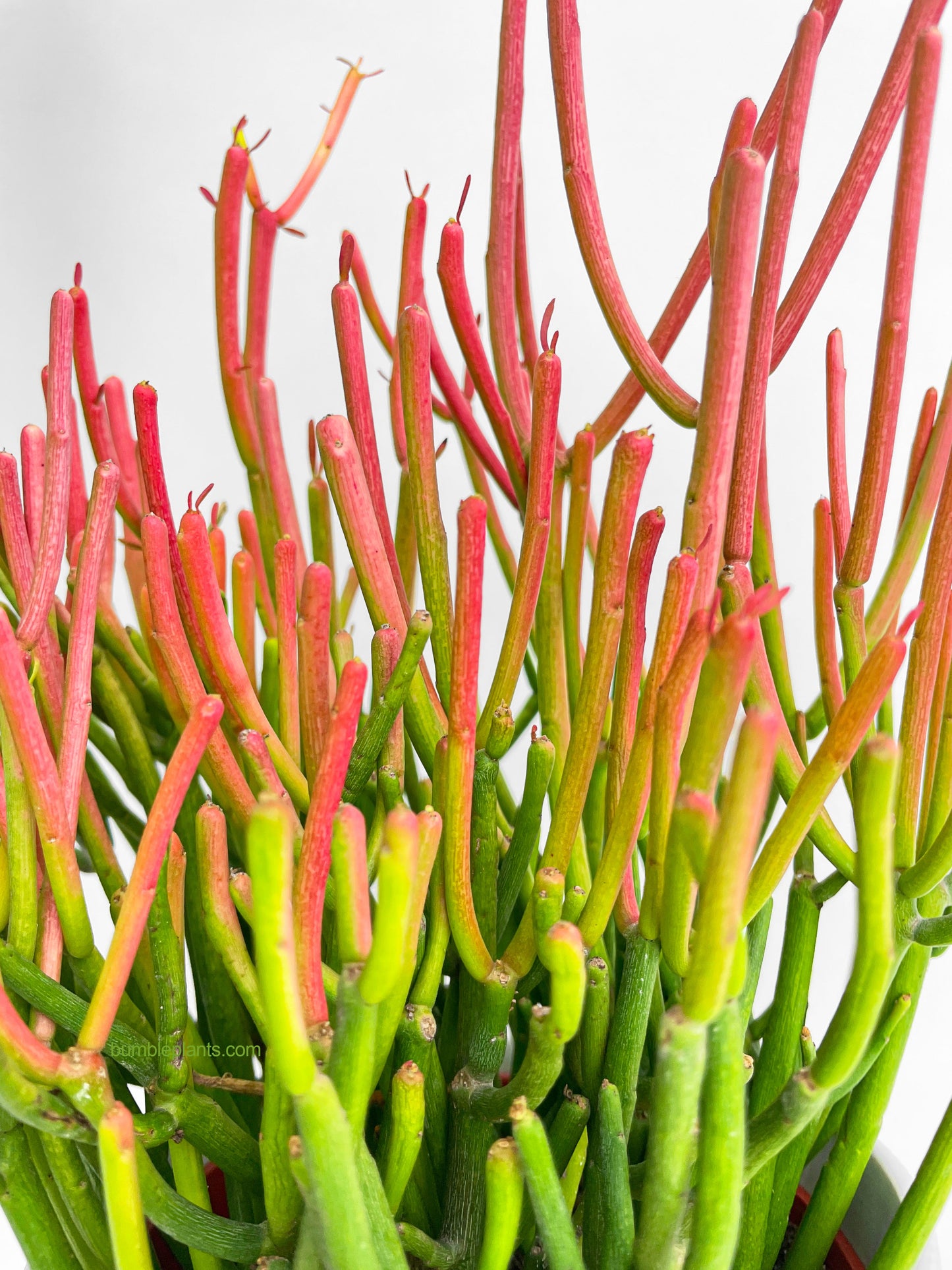 Firestick Pencil Cactus Euphorbia Tirucalli Succulent by Bumble Plants