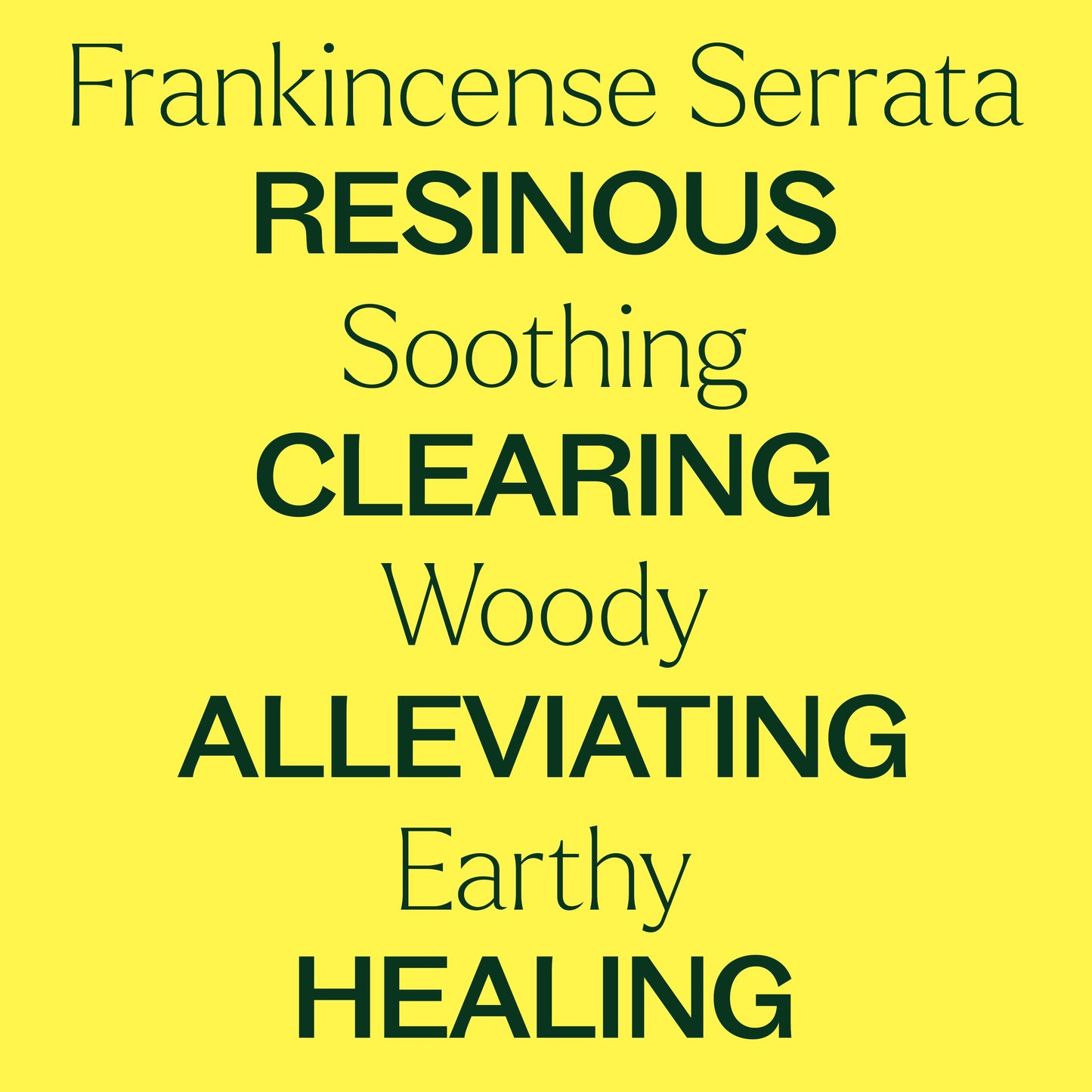 Frankincense Serrata Essential Oil