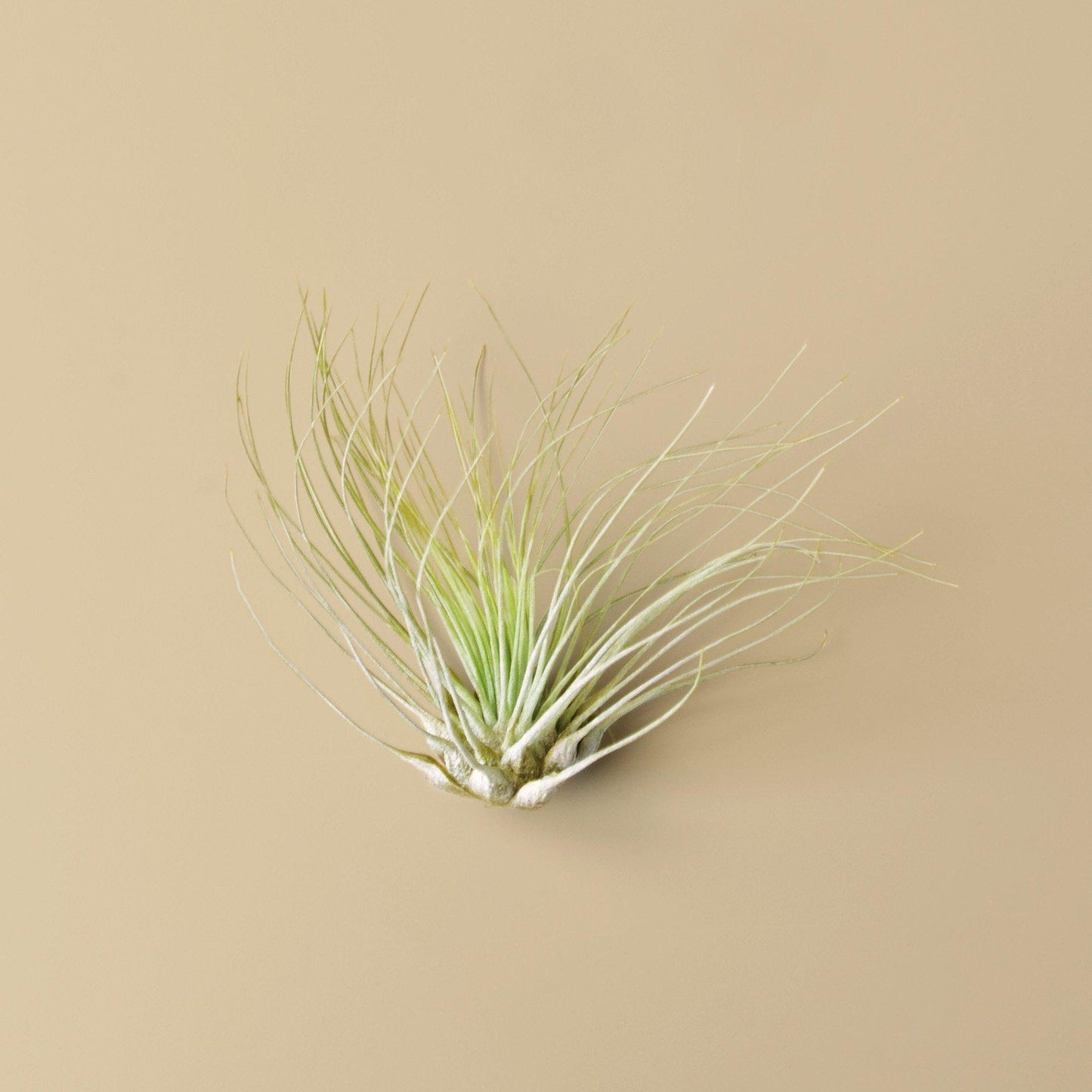 Tillandsia Air Plant Fuchsii