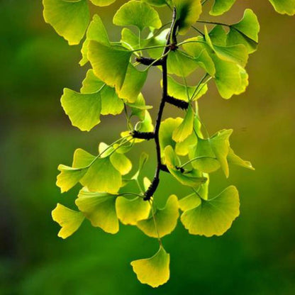 Ginkgo Biloba | Shade Tree by Growing Home Farms