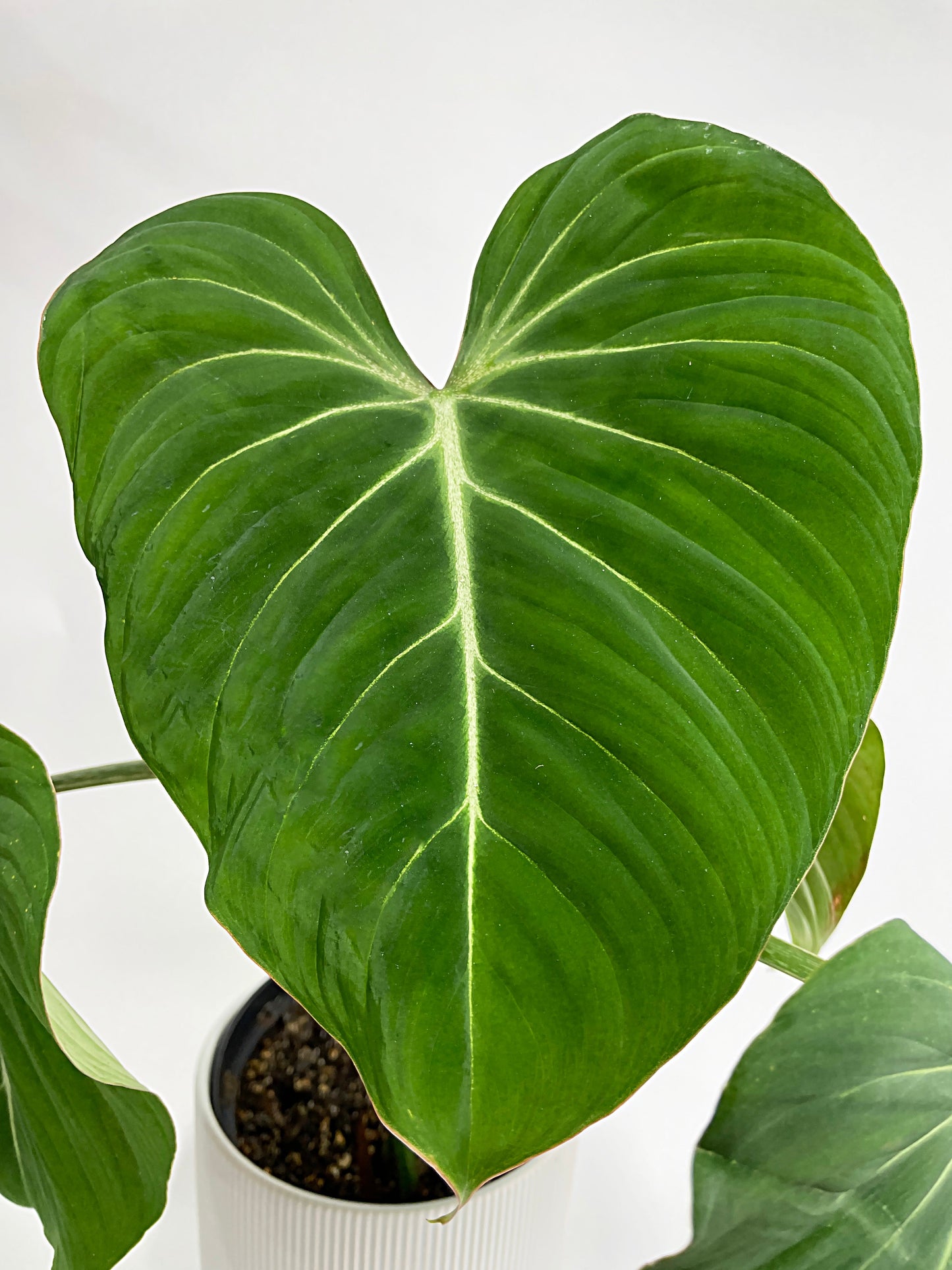 Philodendron Gloriosum by Bumble Plants