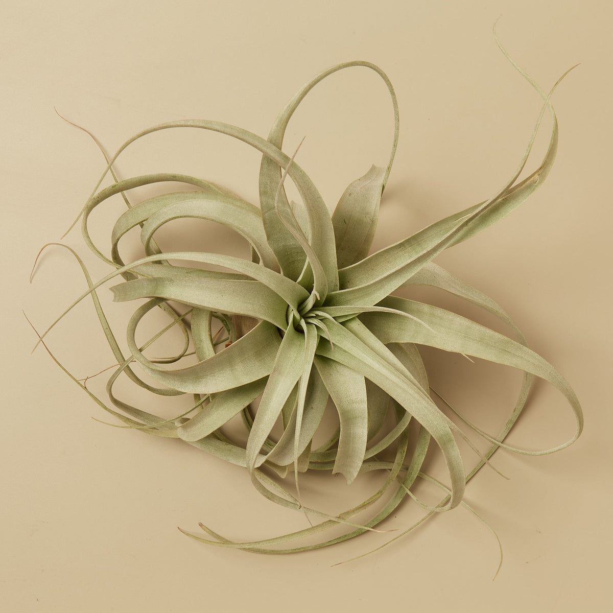 Tillandsia Air Plant Xerographica