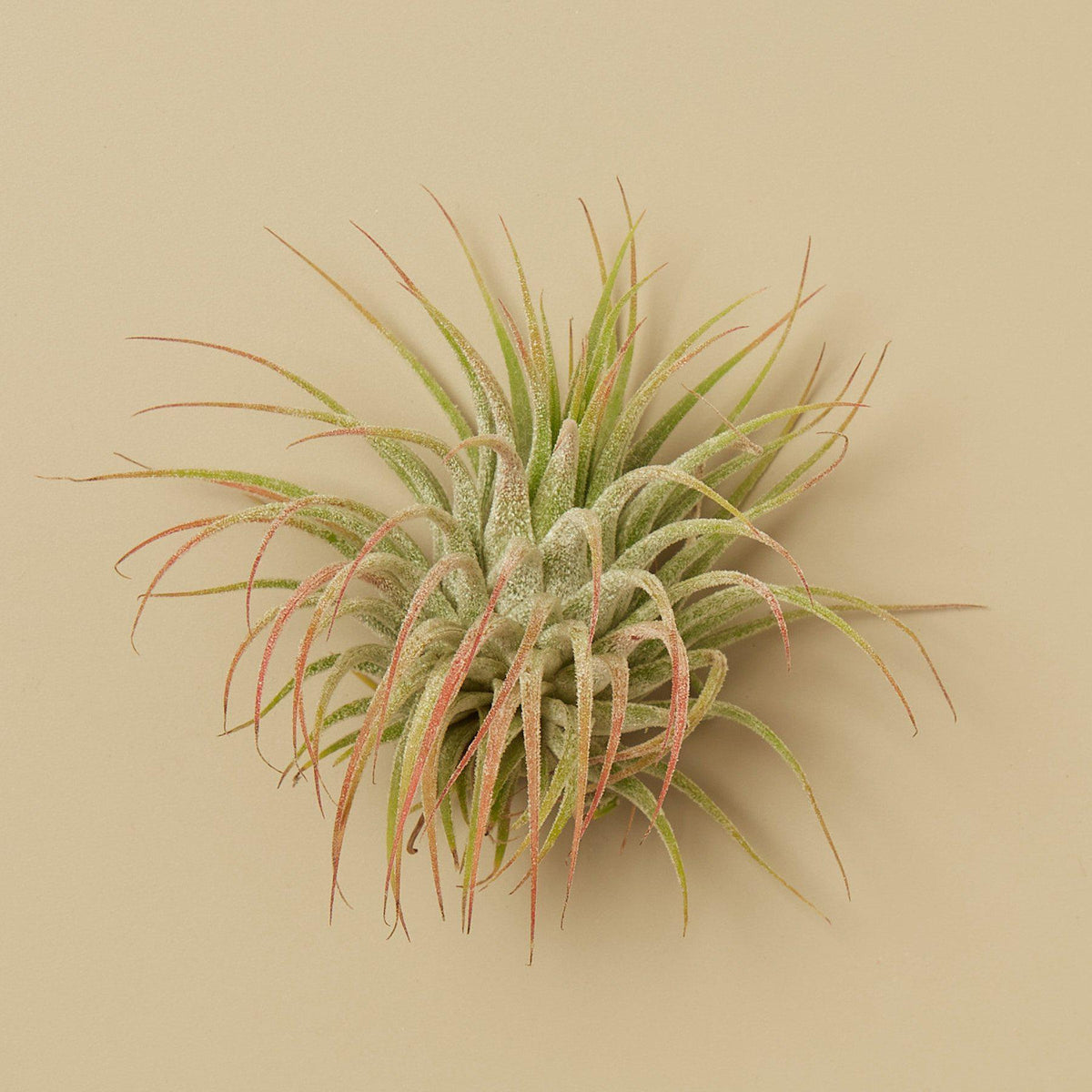 3 Ionantha Guatemala Air Plants - 2 Inch