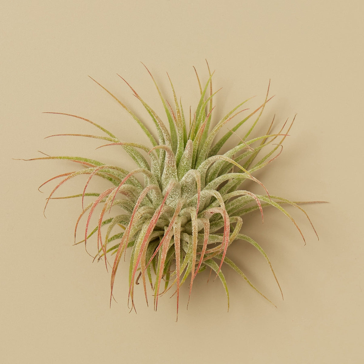 Tillandsia Air Plant Kolby - 5 Pack