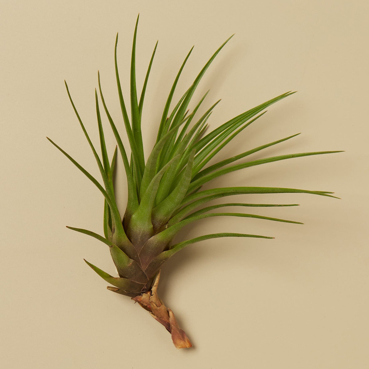 Tillandsia Air Plant Tricolor w/ Fertilizer