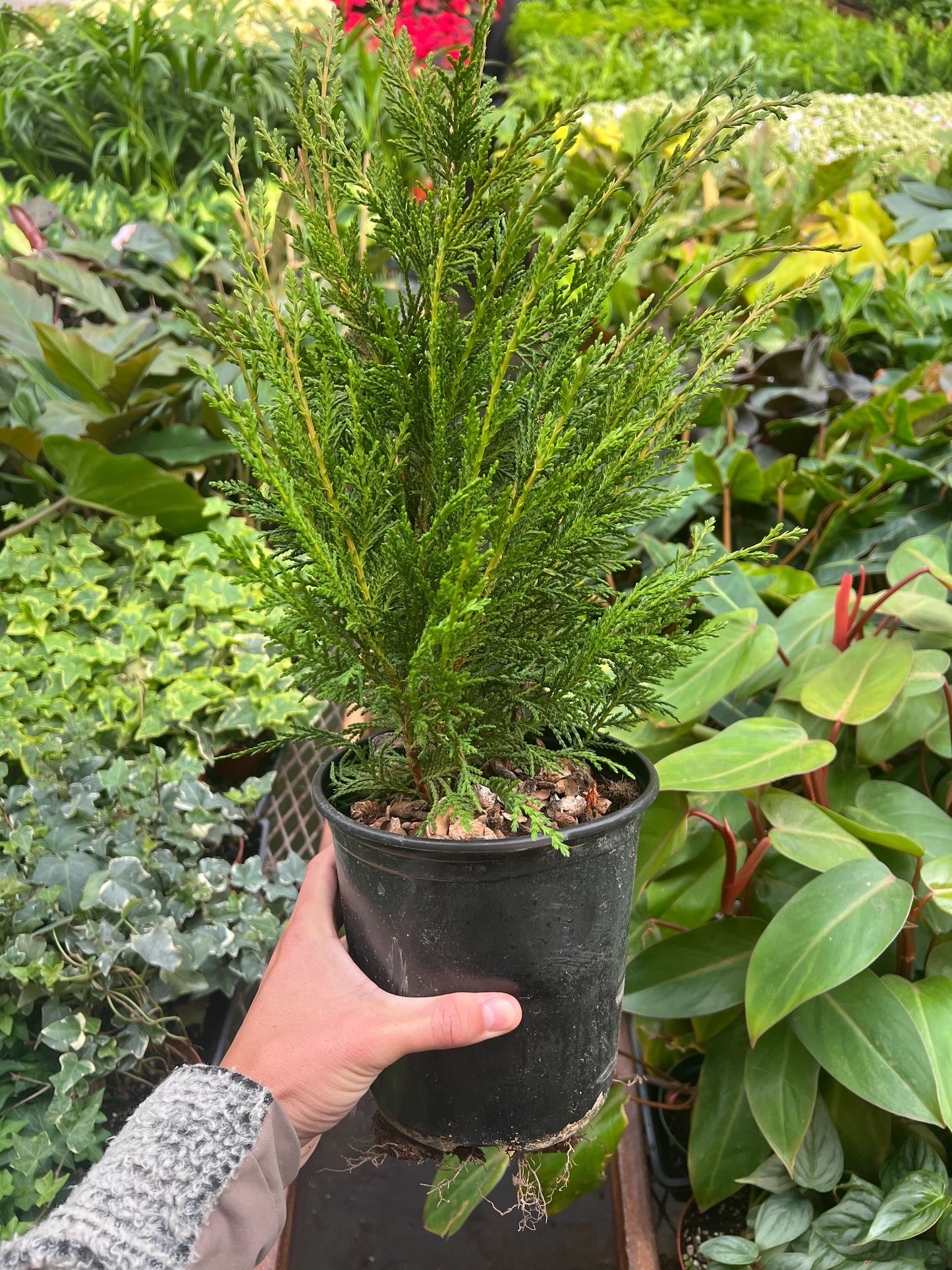 Leyland cypress - 6" Pot