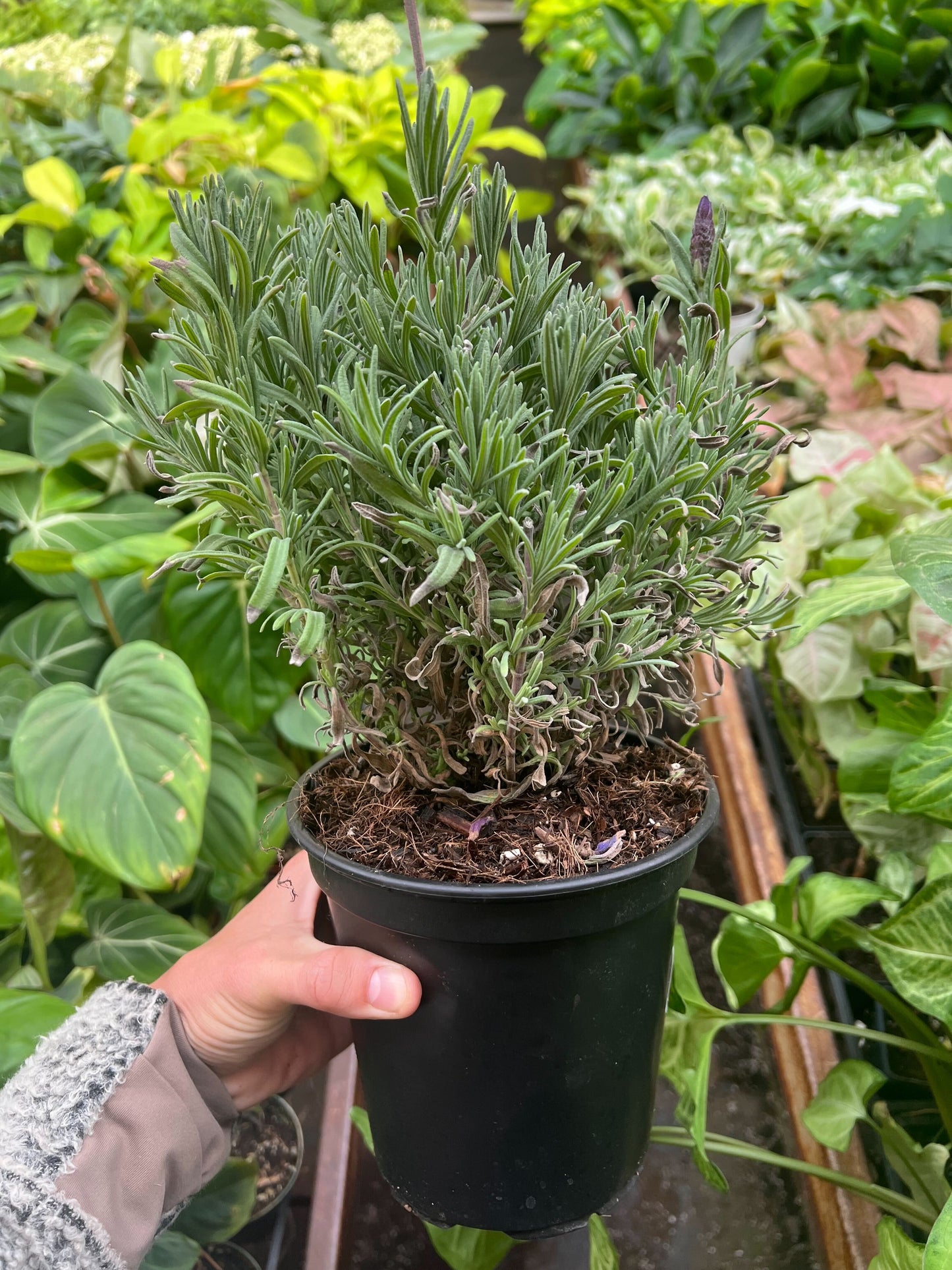 Lavender Spanish - 6" Pot