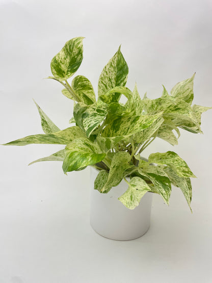 Marble Queen Snow White Pothos by Bumble Plants