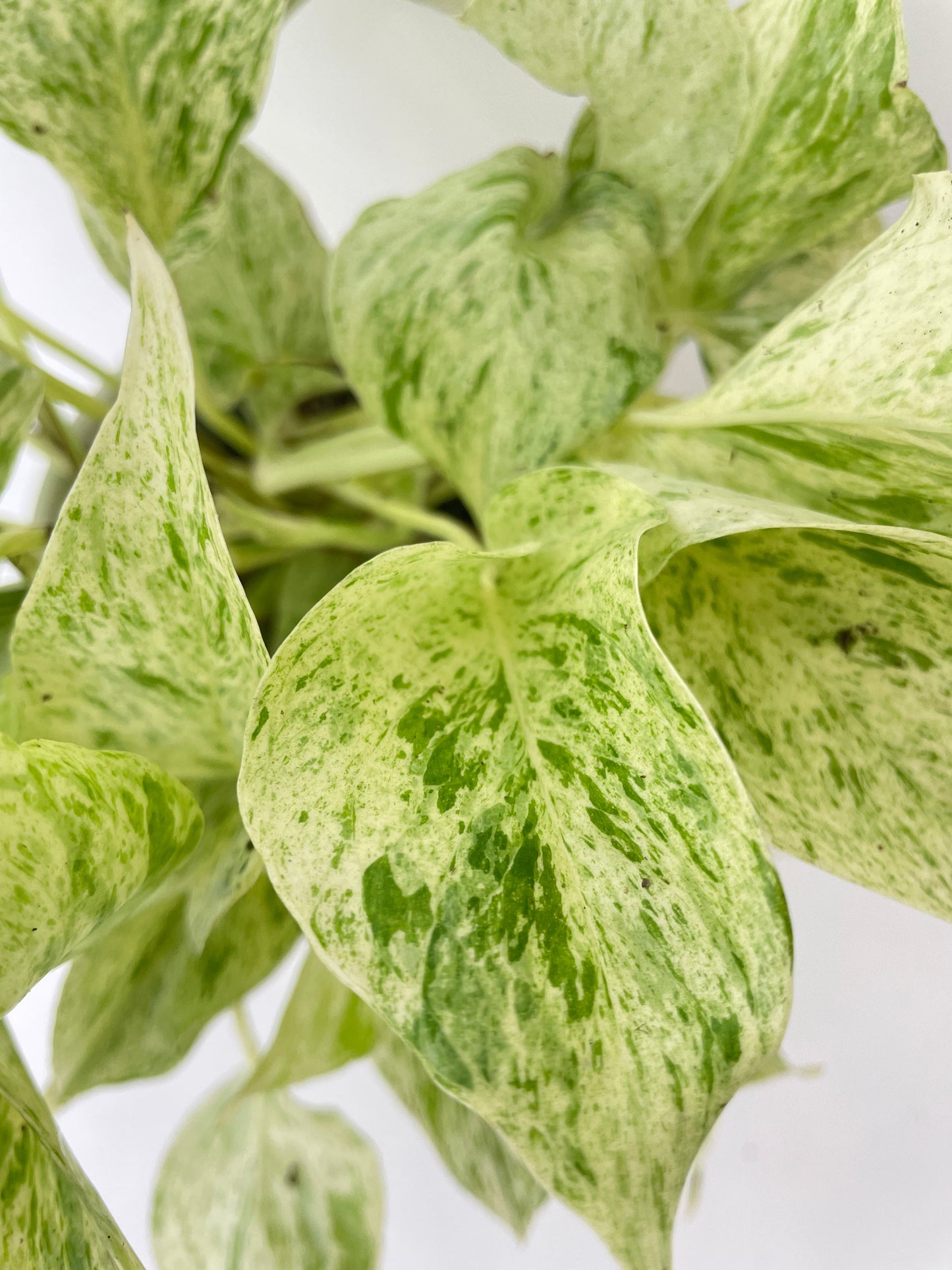 Marble Queen Snow White Pothos by Bumble Plants