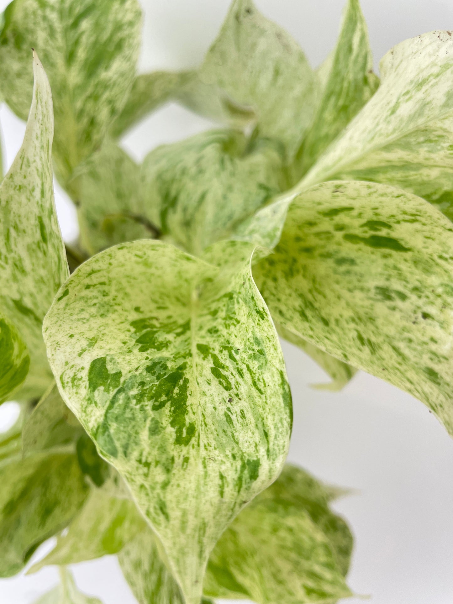 Marble Queen Snow White Pothos by Bumble Plants